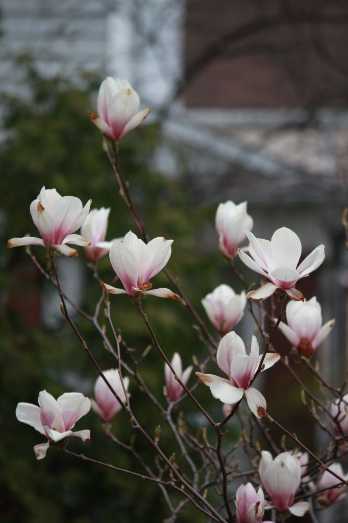 Shallow Depth of Field